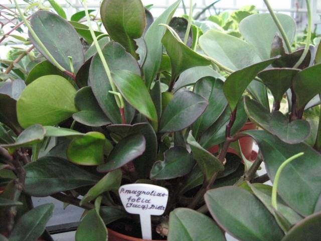 Peperomia magnoliaefolia (Jacq). Diets.